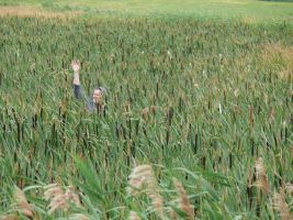 Collectng research data on Typha (Photo: S. Wichmann)
