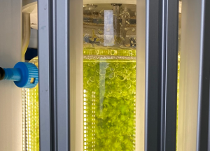 Torfmoose im Bioreaktor (Foto: N. Körner)