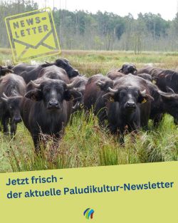 Wasserbüffel der Möllmer Seewiesen aus dem BluMo-Projekt; Copyright: LfU; Fotograf Christian Betz