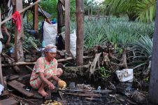 Oil palm and ananas plantation on drained peatland (Foto: Hans Joosten)