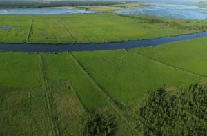 Moore entlang der Peenemündung (Foto: St. Busse)
