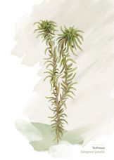 Torfmoos Postkarte A6