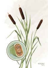 Rohrkolben Postkarte A6